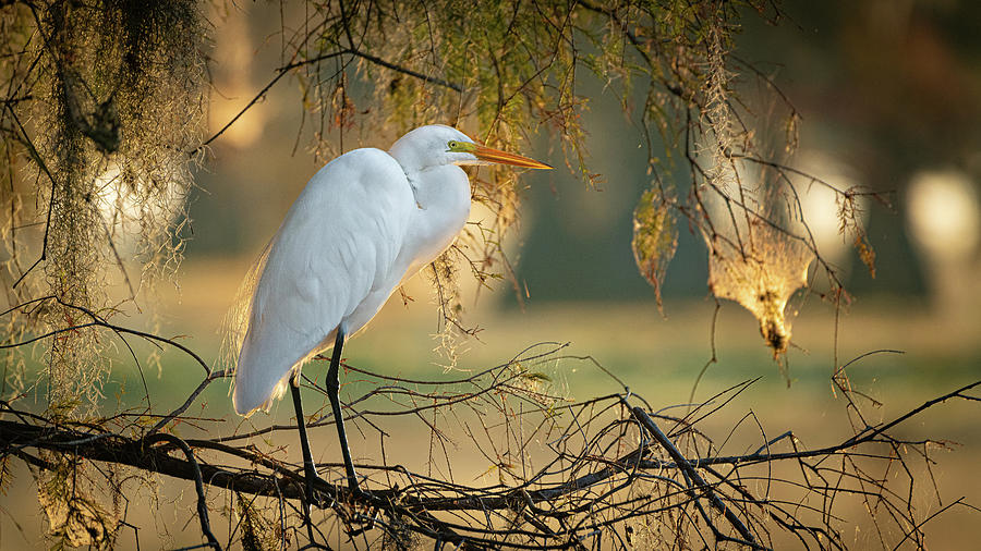 Egret Photograph by David Downs