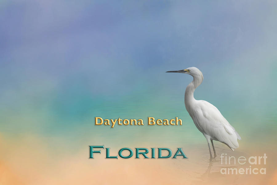 Daytona Beach Mixed Media - Egret Daytona Beach FL by Elisabeth Lucas