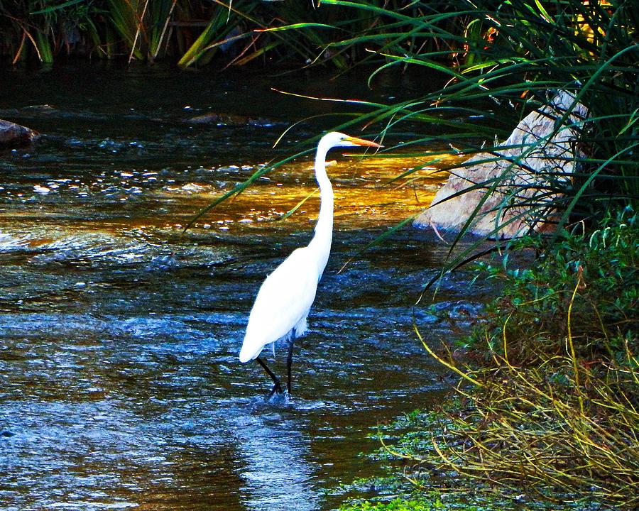 Egret Eve Photograph by Andrew Lawrence