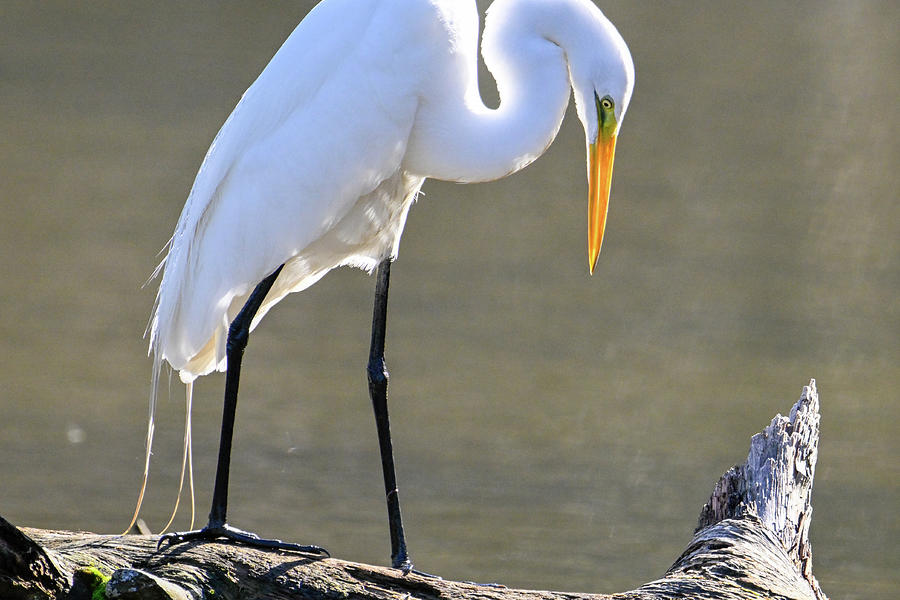 Egret Eye Photograph by Susan Pierter - Fine Art America