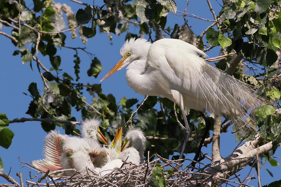 Egret Family Nesting Photograph by Kathleen Bishop