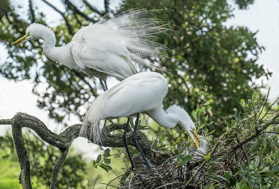 Egret Family Taking Care of Business Photograph by Gordon Ripley