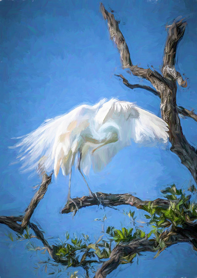Egret Feather Flurry Photograph by Ginger Stein