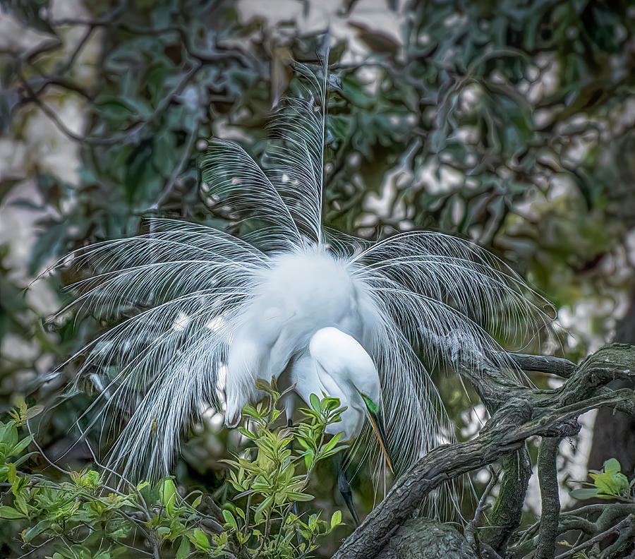 Egret Feather Fountain Photograph by Ginger Stein