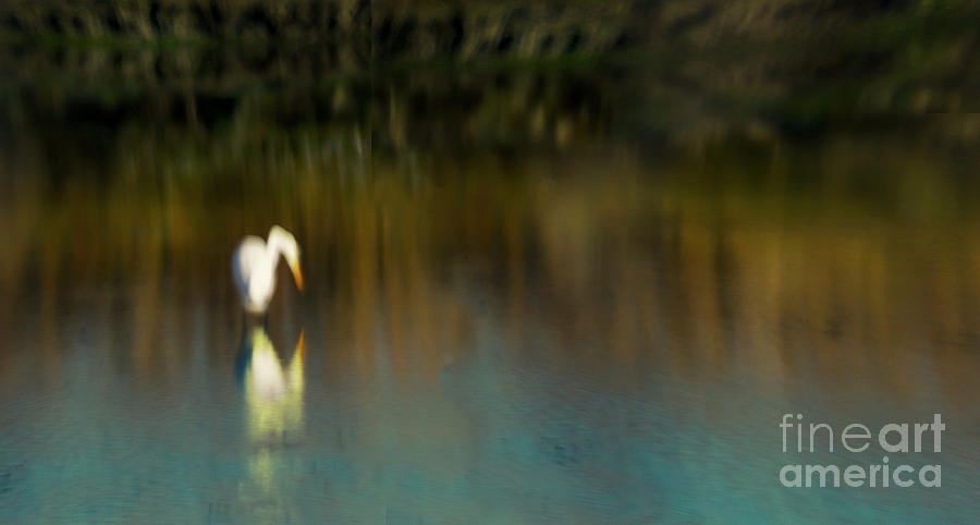 Egret fishing Photograph by Bobbie Turner