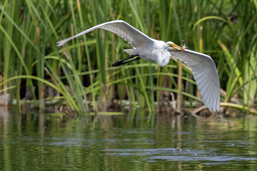 Egret fishing in the Lake of Xochimilco, Mexico Photograph by Agustin Uzarraga