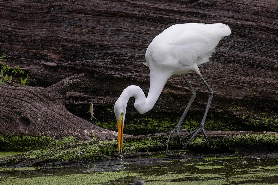 Egret Fishing Photograph by Ray Congrove