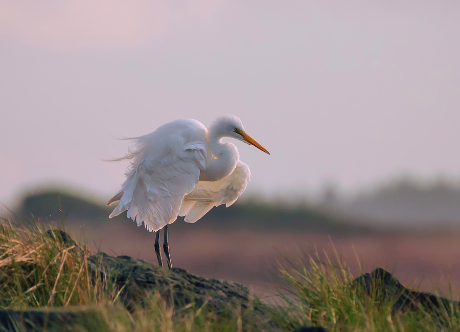 Egret Fluffing at Sunset Photograph by Loree Johnson