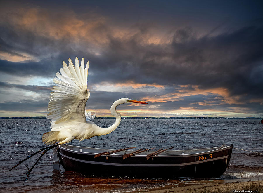 Egret Fly By 2 Photograph