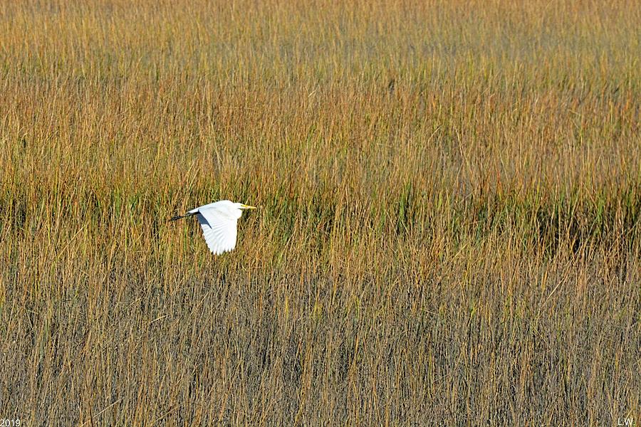 Egret Flying Over The Reeds Photograph by Lisa Wooten