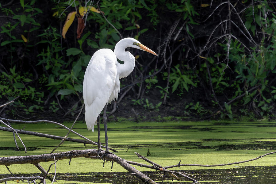 Egret For Anna Photograph by Ray Congrove