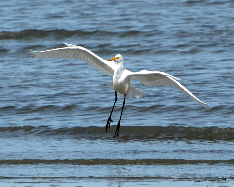 Egret Gliding Photograph by Jerry Griffin