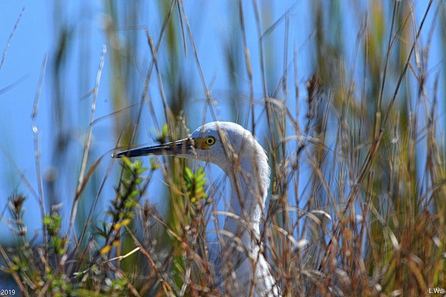 Egret Hiding In The Reeds 2 Photograph by Lisa Wooten