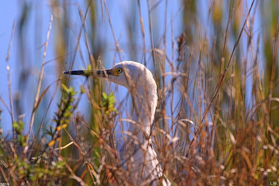 Egret Hiding In The Reeds Photograph by Lisa Wooten