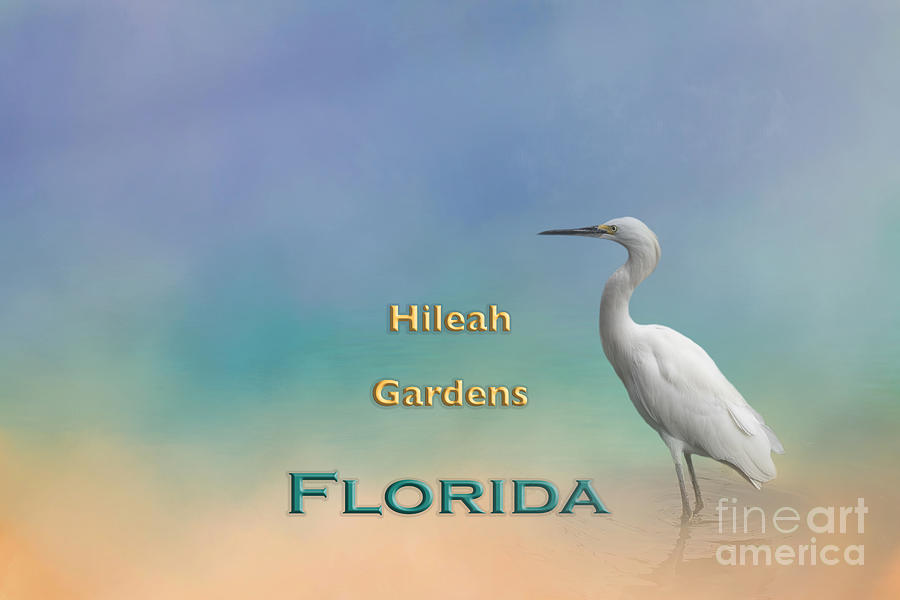 Egret Digital Art - Egret Hileah Gardens FL by Elisabeth Lucas