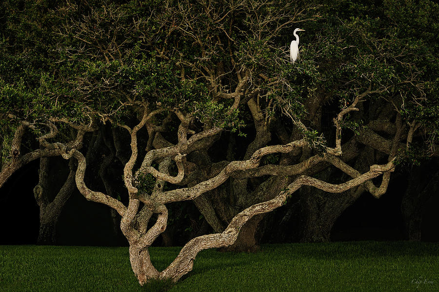 Egret In A Twisted Oak Photograph by Chip Evra