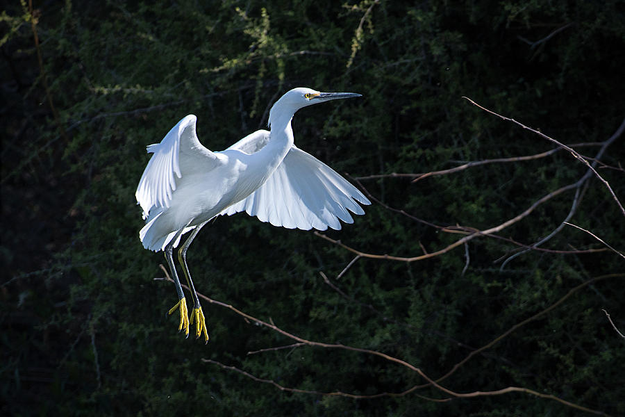 Egret in Action Photograph by Catherine Lau