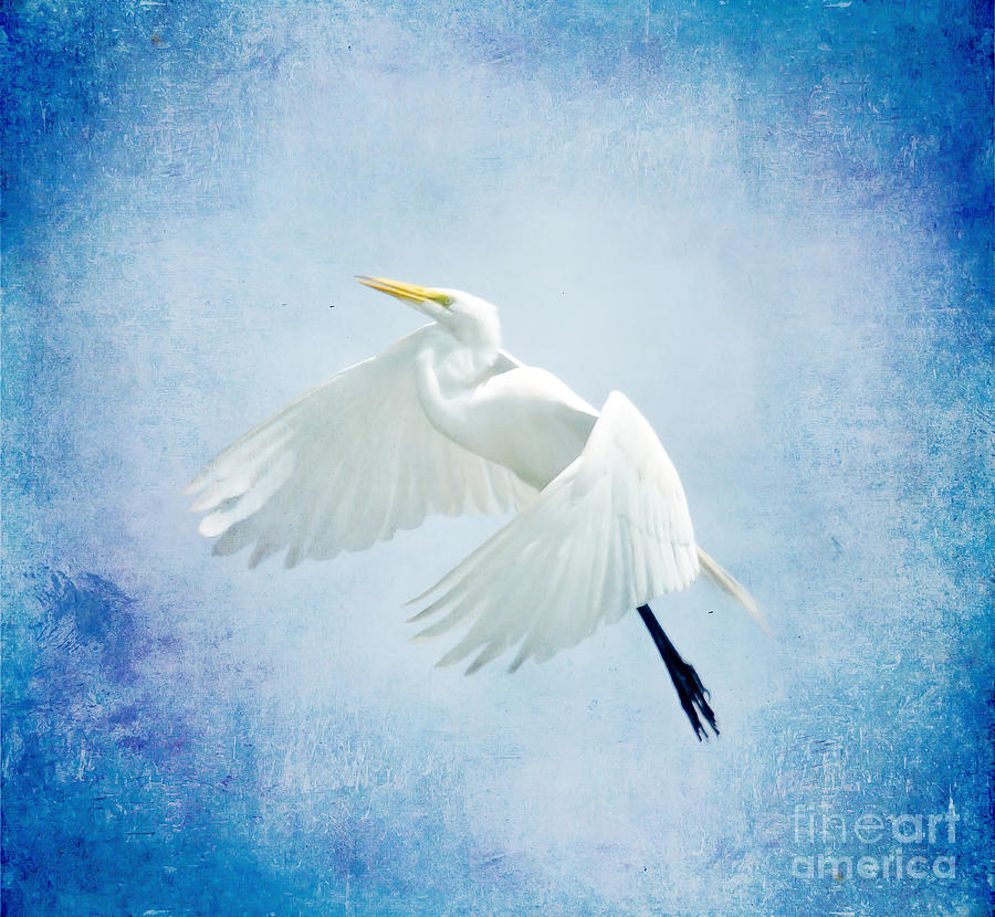 Egret in Blue Photograph by Kerri Farley