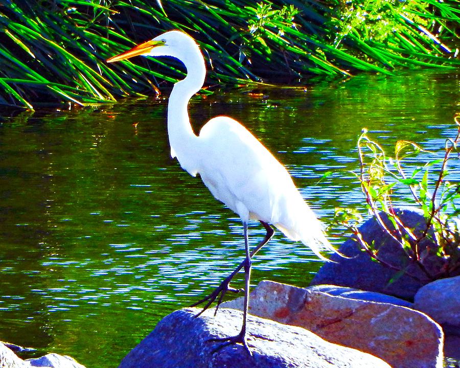 Egret in Evening Photograph by Andrew Lawrence