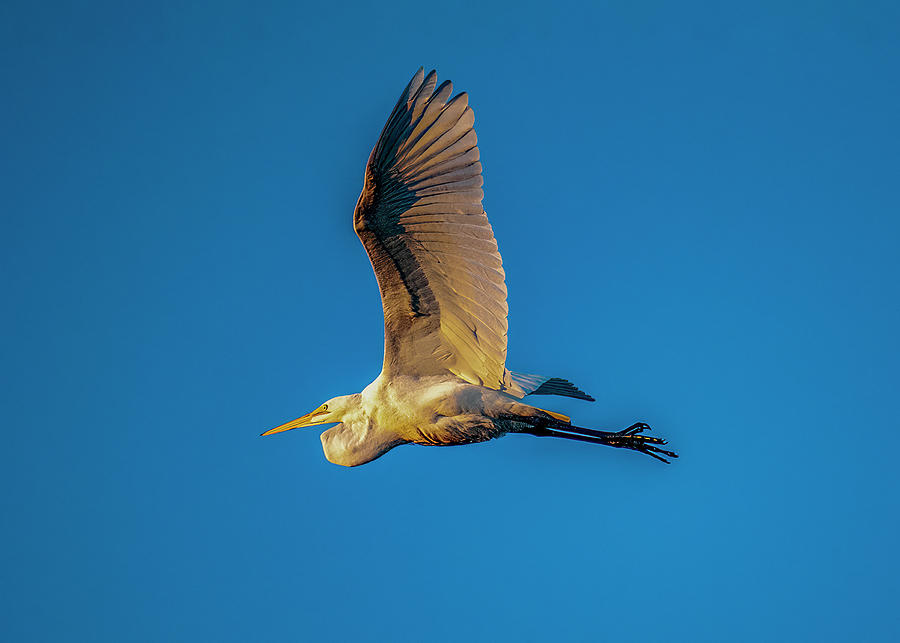 Egret In Flight Photograph by Cathy Kovarik