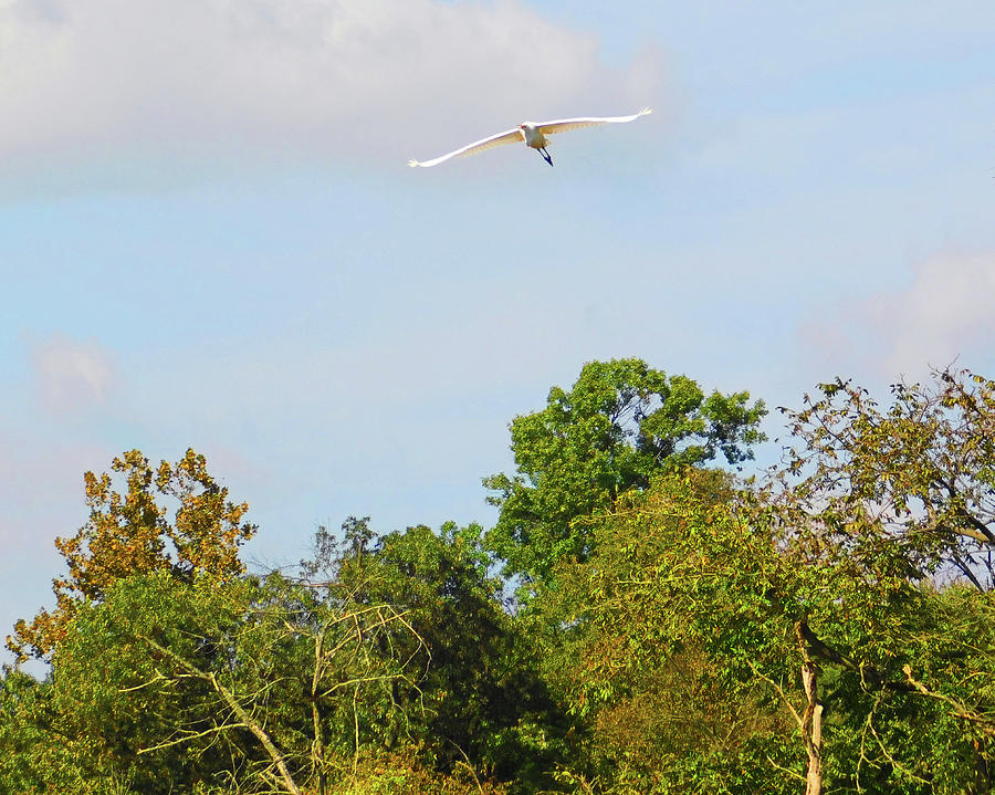 Egret in Flight Photograph by Emmy Marie Vickers