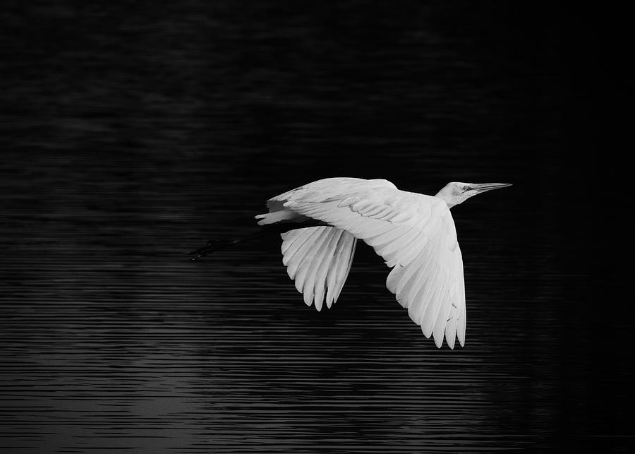 Egret in Flight Photograph by Hermes Fine Art