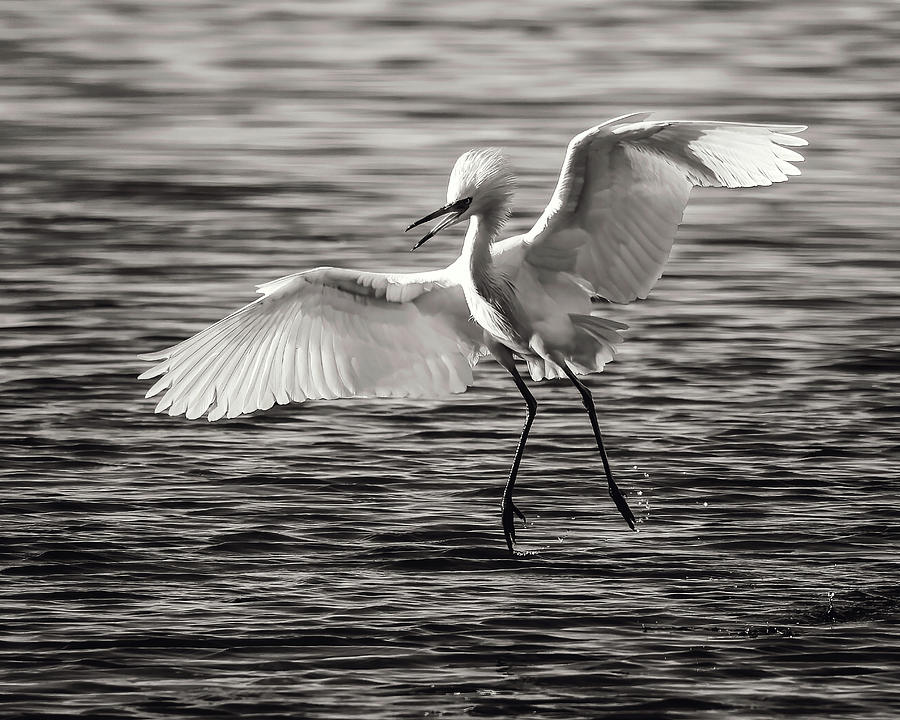 Egret in Flight Photograph by Jaki Miller