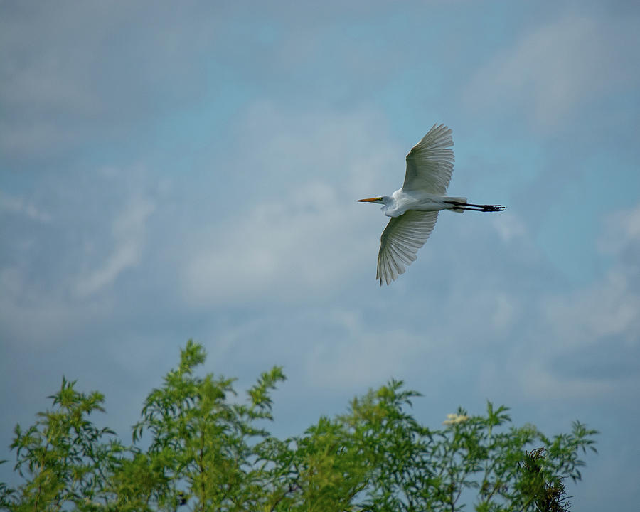 Egret In FLight Photograph by John Black