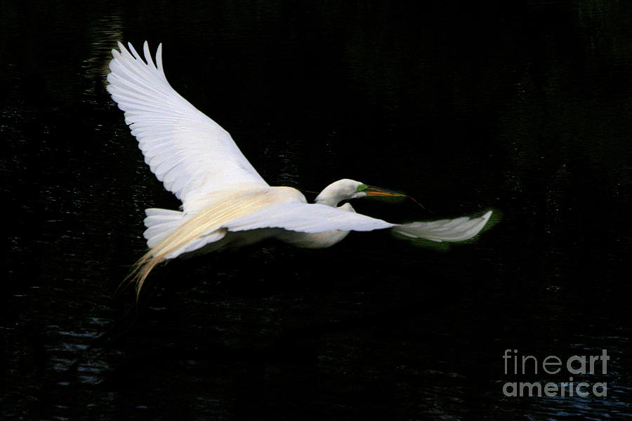 Egret in Flight Pyrography by Mariarosa Rockefeller