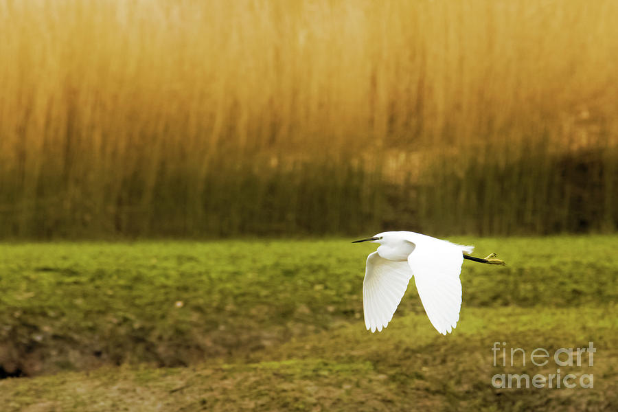 Little Egret in Flight Photograph by Terri Waters