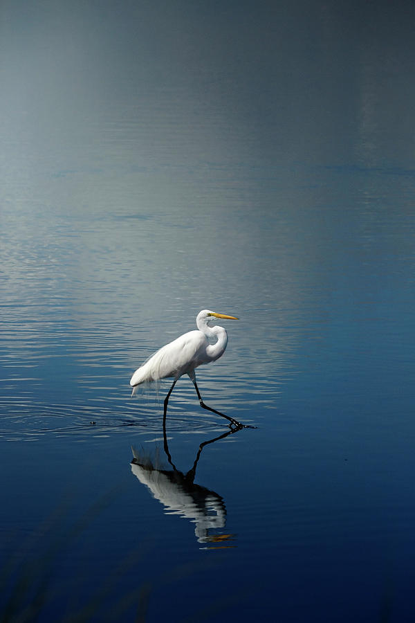 Egret in Florida Photograph by Deborah Penland