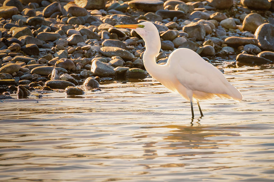 Egret in Golden Light Photograph by Mike Lee
