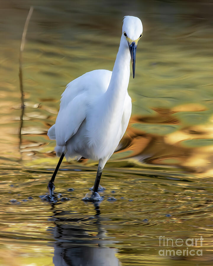 Egret in Local Hills of Jurupa Valley Digital Art by Laura L Leatherwood Egret in Local Hills of Jurupa Valley Digital Art by Laura L Leatherwood