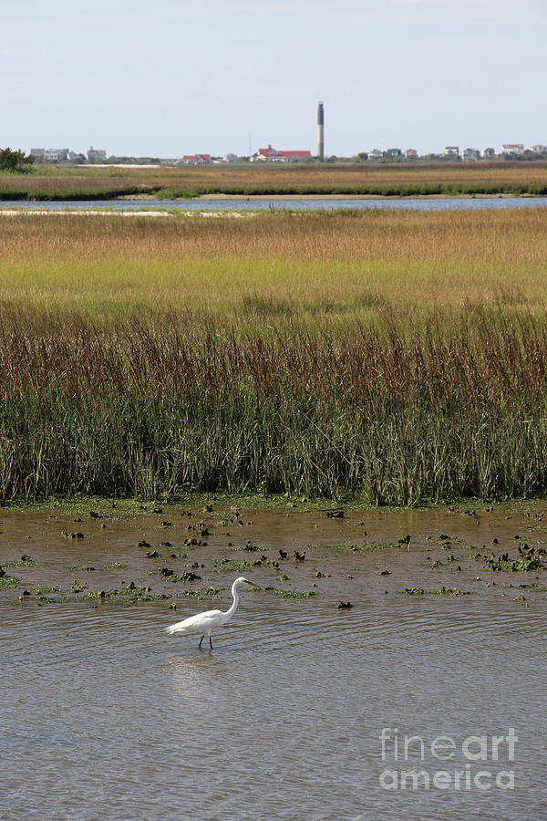 Egret in Marsh and Oak Island Lighthouse  6725 Photograph by Jack Schultz