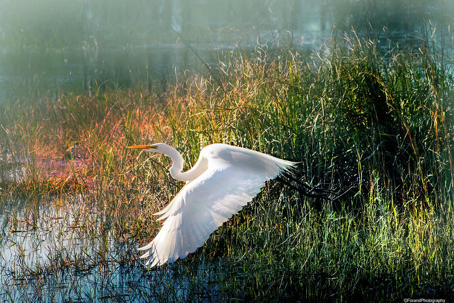 Egret In Marsh  Photograph by Debra Forand
