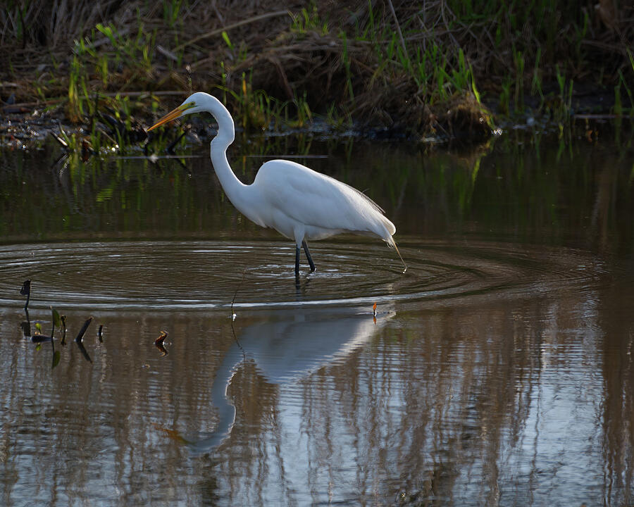 Egret In Pond Photograph by Flinn Hackett