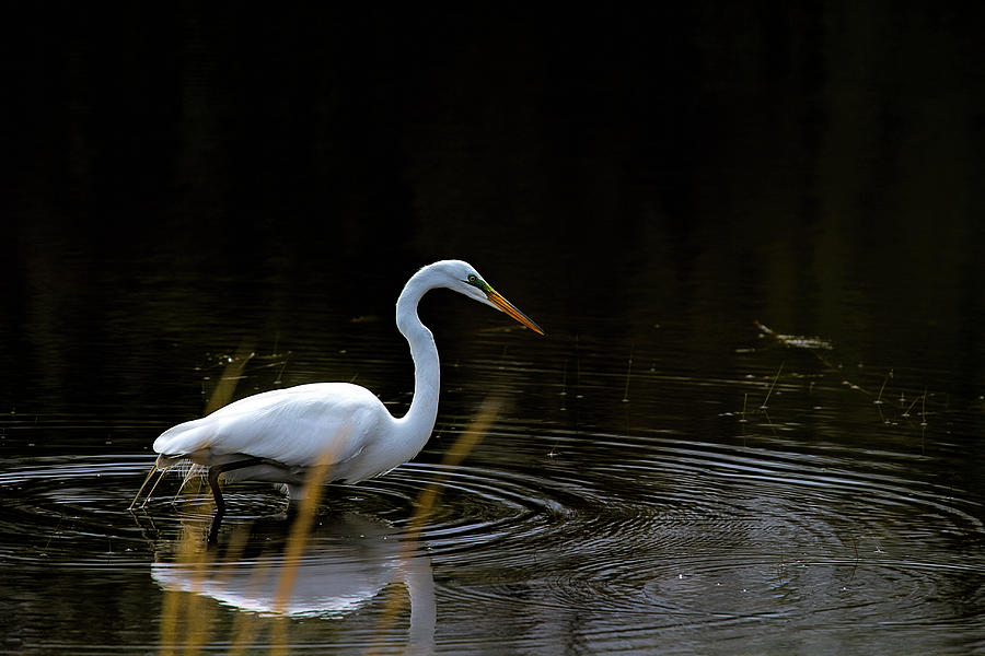 Egret in Pond in Wetlands Photograph by Trudy Wilkerson