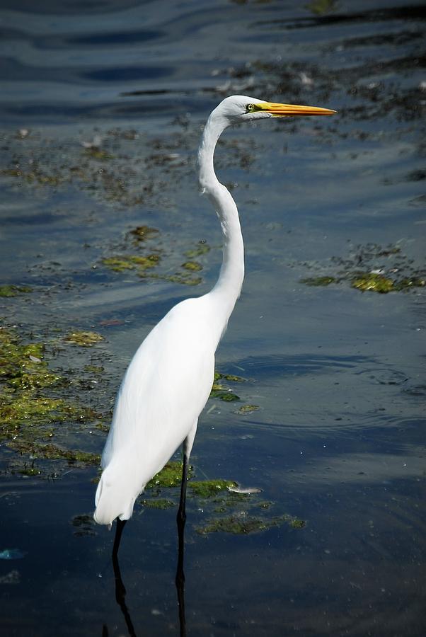 Egret In Pond Photograph By Melvin Vierra - Fine Art America