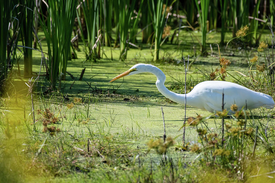 Egret in Search of Food Photograph by Rose Guinther