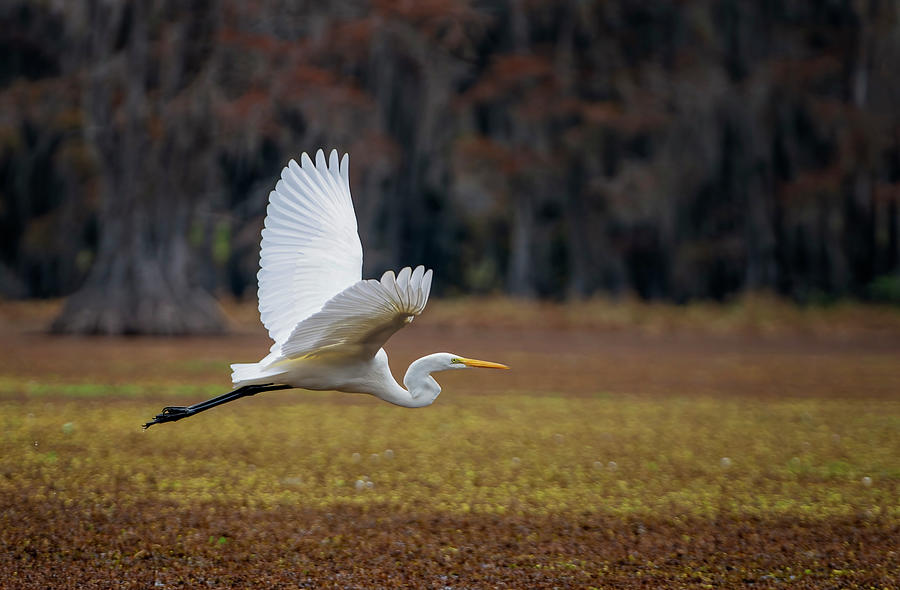 Egret in the Bayou Photograph by David Soldano