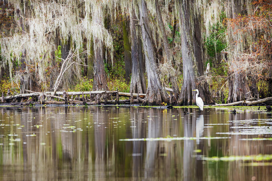 Egret in the Bayou Photograph by Fran Gallogly
