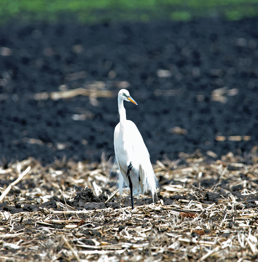 Egret In The Field Photograph