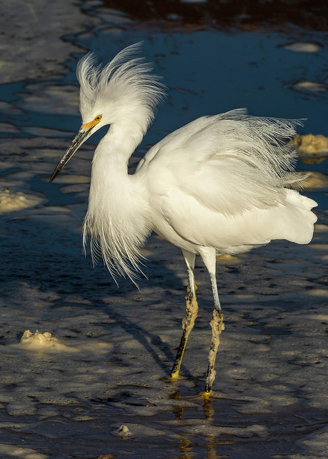 Egret in the Foam 12/08 Photograph by Bruce Frye - Fine Art America