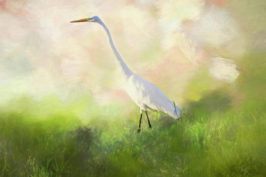 Egret in the Grass Photograph by Donna Kennedy