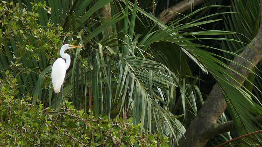 Egret in the jungle Photograph by Robert Bociaga