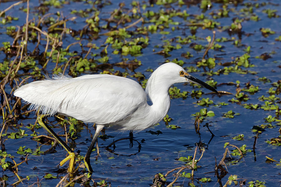 Egret in the Marsh Photograph by Kathleen Bishop