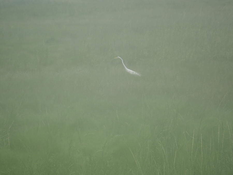 Egret in The Mist. Photograph by Robert Nickologianis
