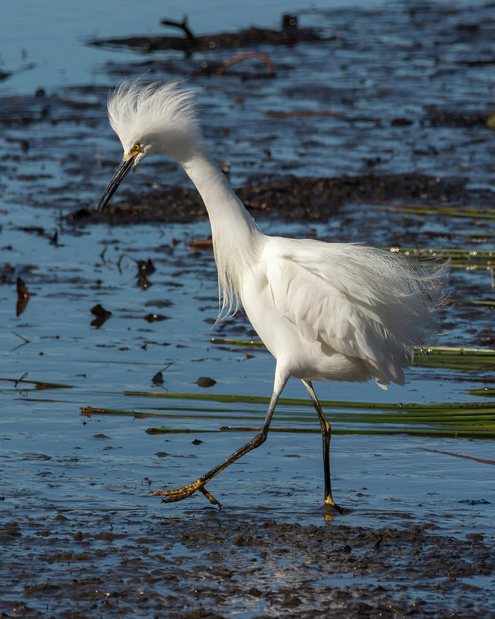 Egret In The Mud 2-6 Photograph