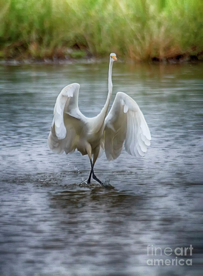 Egret In The Rain Photograph