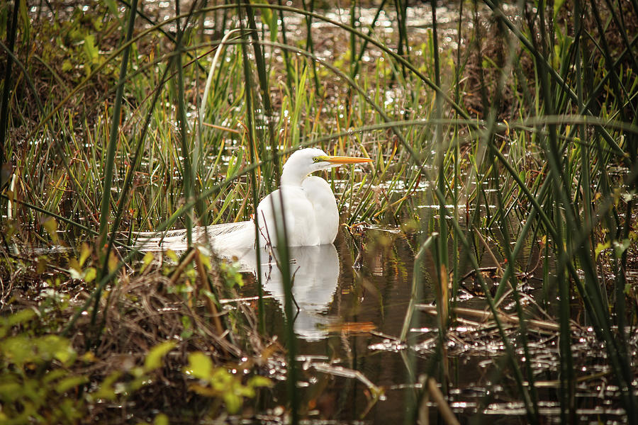 Egret in the Swamp Photograph by Gerri Bigler